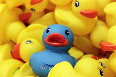 ODD DUCK .
